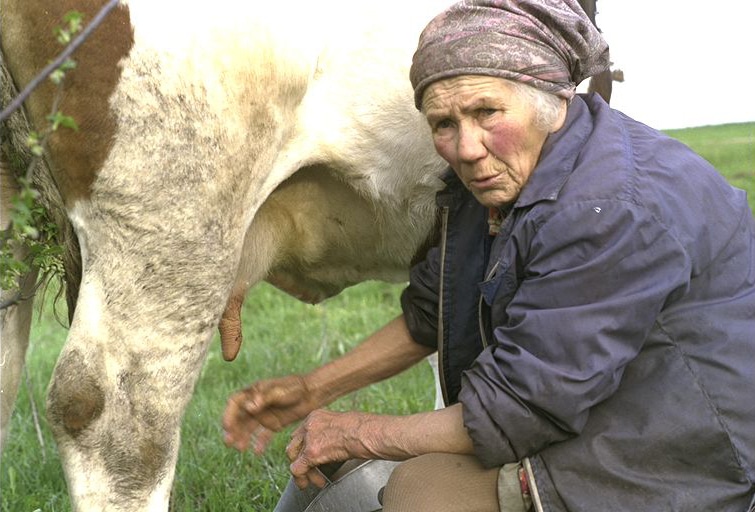 Lėnė Grigolaitytė melžia karvę, 1992
Nuotrauka: © Ulla Lachauer